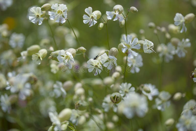 Flora of Gran Canaria - Silene vulgaris