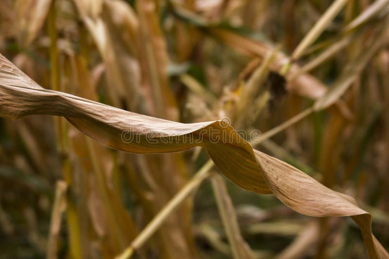 Plant, Flora, Grass Family, Grass Picture. Image 112840875