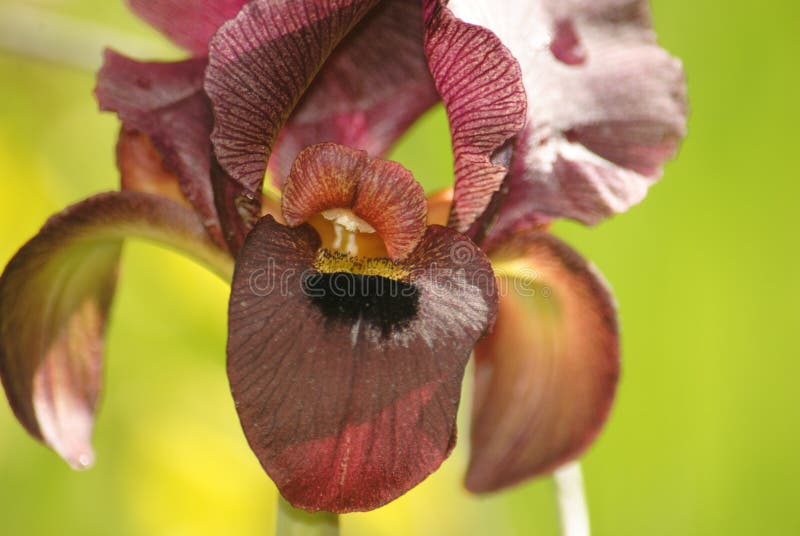 Flora. Iris Negro. Flores En Flor. Hermosas Flores Imagen de archivo -  Imagen de verano, sedoso: 211817835