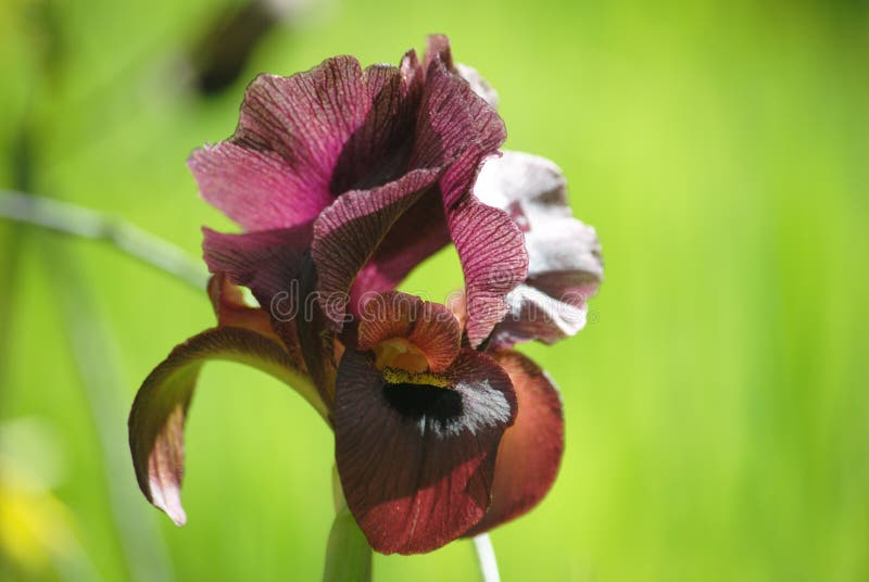 Flora. Iris Negro. Flores En Flor. Hermosas Flores Imagen de archivo - Imagen de verano, sedoso: 211817835 Flora. Iris Negro. Flores En Flor. Hermosas Flores Imagen de archivo - Imagen de verano, sedoso: 211817835