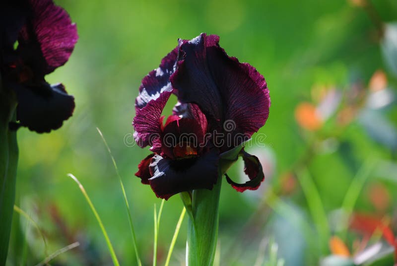Flora. Iris Negro. Flores En Flor. Hermosas Flores Imagen de archivo - Imagen de verano, sedoso: 211817835 Flora. Iris Negro. Flores En Flor. Hermosas Flores Imagen de archivo - Imagen de verano, sedoso: 211817835