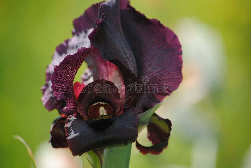 Flora. Iris Negro. Flores En Flor. Hermosas Flores Imagen de archivo -  Imagen de verano, sedoso: 211817835