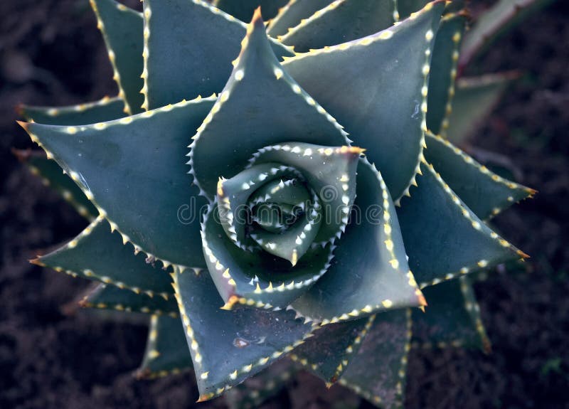Flora, Plant, Close Up, Flowering Plant Picture. Image 136081405