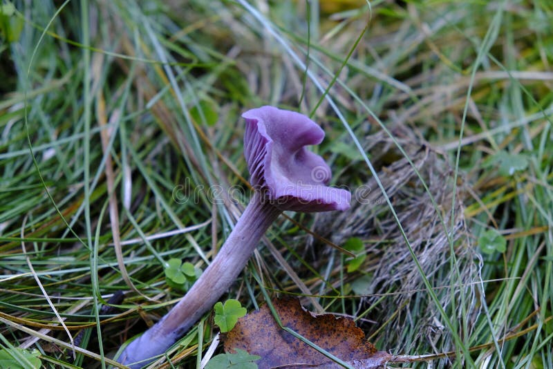 Flora, Plant, Purple, Fungus Picture. Image 112121169