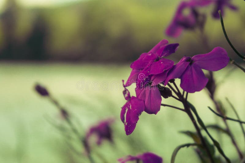 Flora stock photo. Image of flora, water, nature, mood 76899602