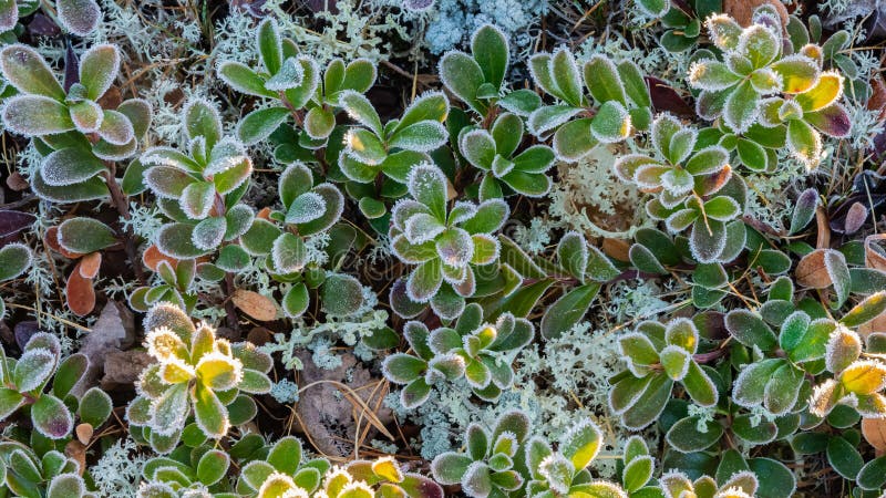 Flora Sucia Tundra Polar Al Inicio Del Invierno Imagen de archivo - Imagen de herboso, vida: 233089751 Flora Sucia Tundra Polar Al Inicio Del Invierno Imagen de archivo - Imagen de herboso, vida: 233089751