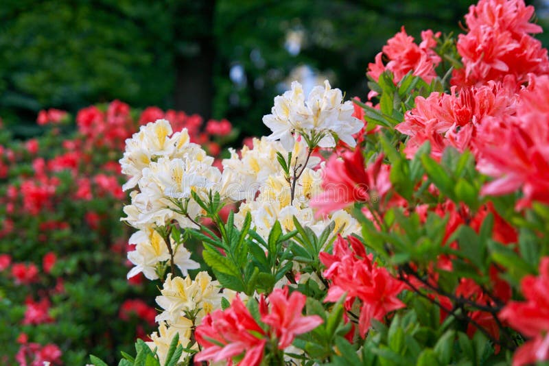 Floración De Rododendros Y De Azaleas Rojos Y Amarillos Foto de archivo -  Imagen de belleza, colorido: 52500730