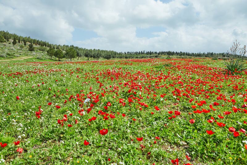 Floración Primaveral De Flores Rojas Anémonas En Prados Verdes En El Sur De  Israel. Flores De Amapola Rojo Flor Nacional De Israel Foto de archivo -  Imagen de saludo, pétalo: 174215218