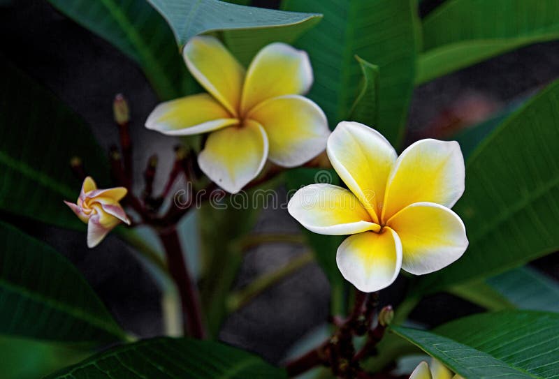 Floraciones del Plumeria fotografía de archivo Floraciones del Plumeria fotografía de archivo
