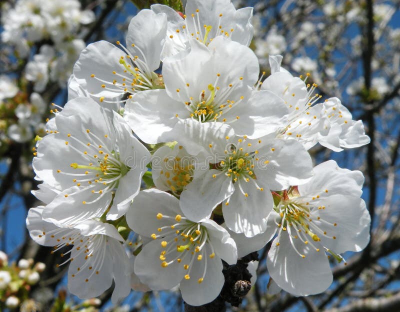 Floraciones del árbol de ciruelo foto de archivo libre de regalías Floraciones del árbol de ciruelo foto de archivo libre de regalías