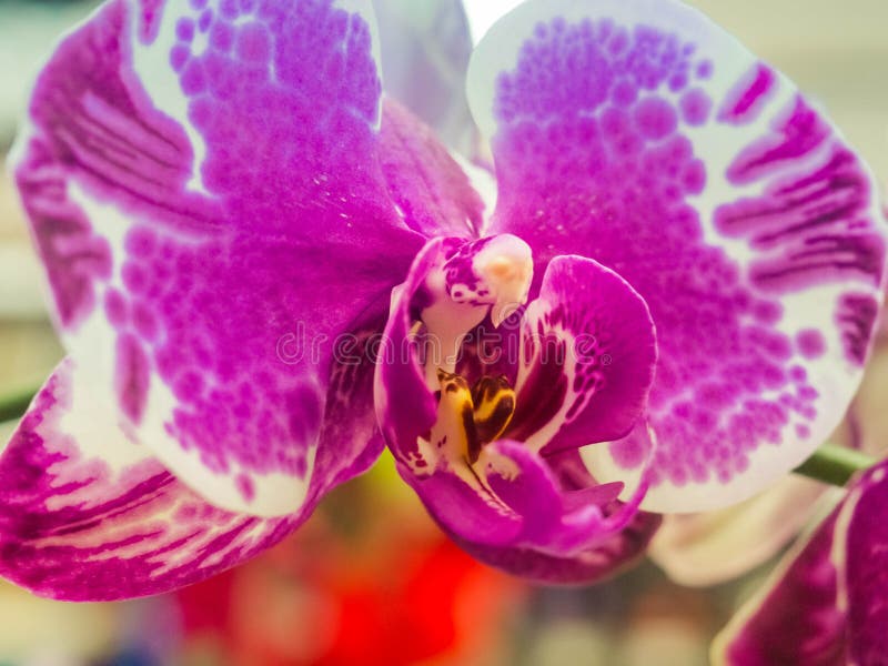 Floraciones manchadas blancas púrpuras de la planta de la orquídea imagen de archivo libre de regalías