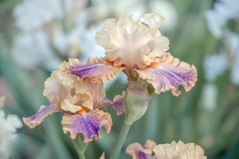 Floración de Iris Carnival del color en el jardín de la primavera con el tono en colores pastel ligero