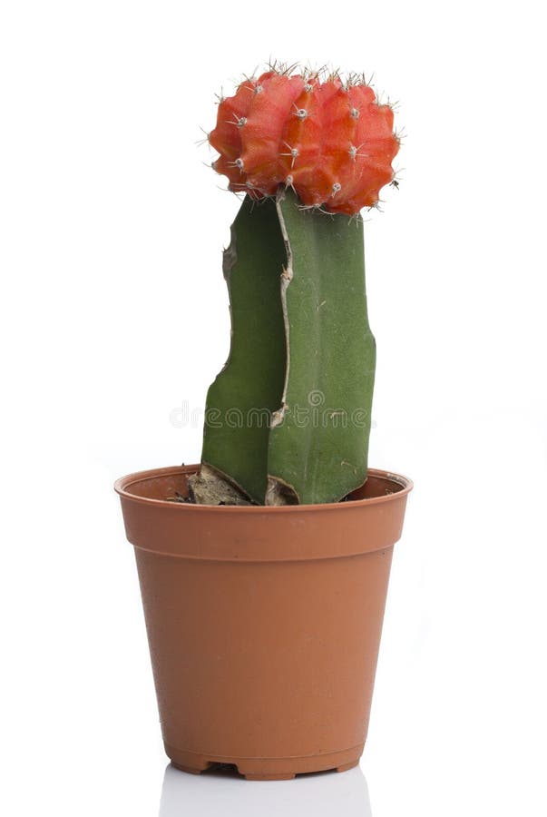 Floración del cactus imagen de archivo libre de regalías Floración del cactus imagen de archivo libre de regalías