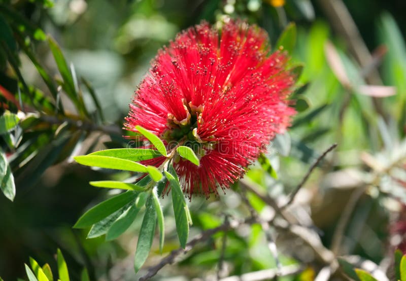 Floración del árbol del pincel del frasco lat. callistemon en el campus del instituto de ciencia weizmann. Floración del árbol del cepillo de botellas o del hermoso estambre lat.