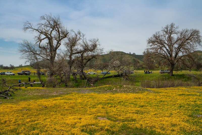Floración estupenda 2019 de California Campo de flores amarillas salvajes hermosas en el llano de Carrizo imagen de archivo libre de regalías Floración estupenda 2019 de California Campo de flores amarillas salvajes hermosas en el llano de Carrizo imagen de archivo libre de regalías