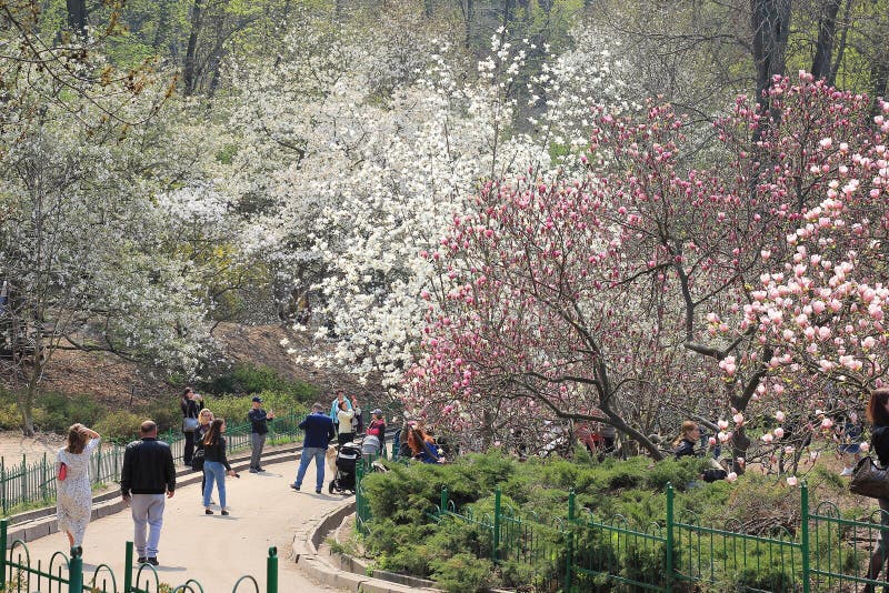 Floración magnífica de la magnolia en primavera foto de archivo Floración magnífica de la magnolia en primavera foto de archivo