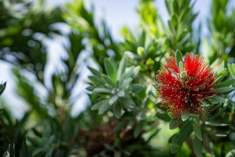 Floración roja de las flores del bottlebrush que llora fotografía de archivo libre de regalías Floración roja de las flores del bottlebrush que llora fotografía de archivo libre de regalías
