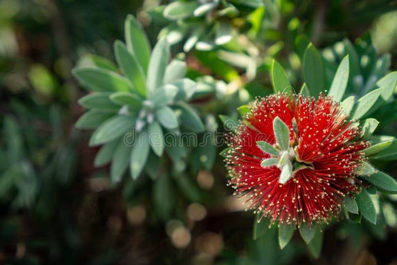 Floración roja de las flores del bottlebrush que llora imágenes de archivo libres de regalías Floración roja de las flores del bottlebrush que llora imágenes de archivo libres de regalías