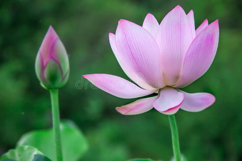 Floraison de fleur de Lotus images stock