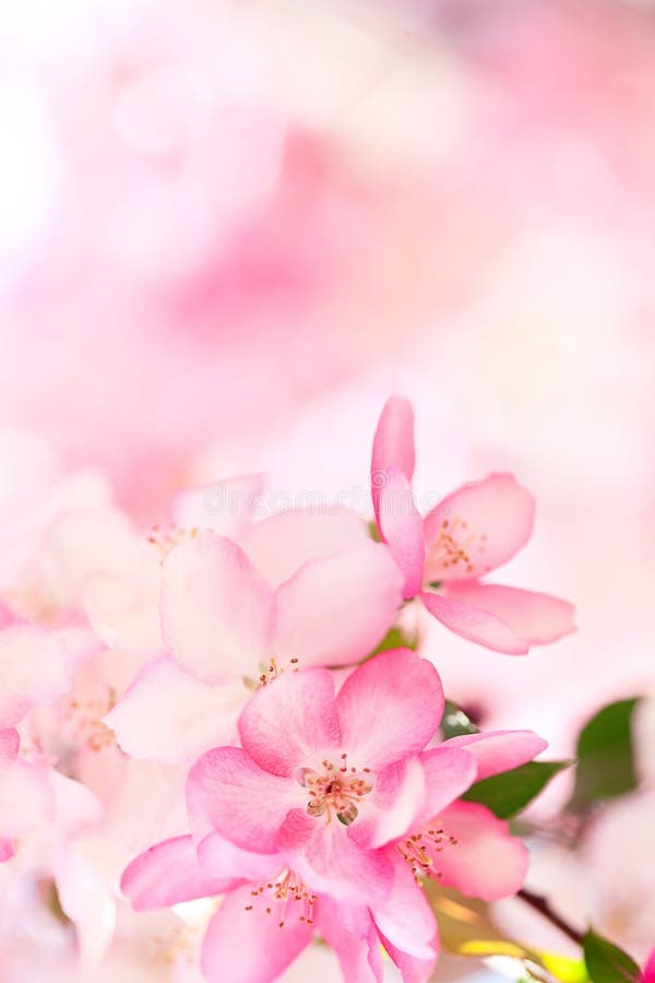 Floraison de fleurs de Sakura