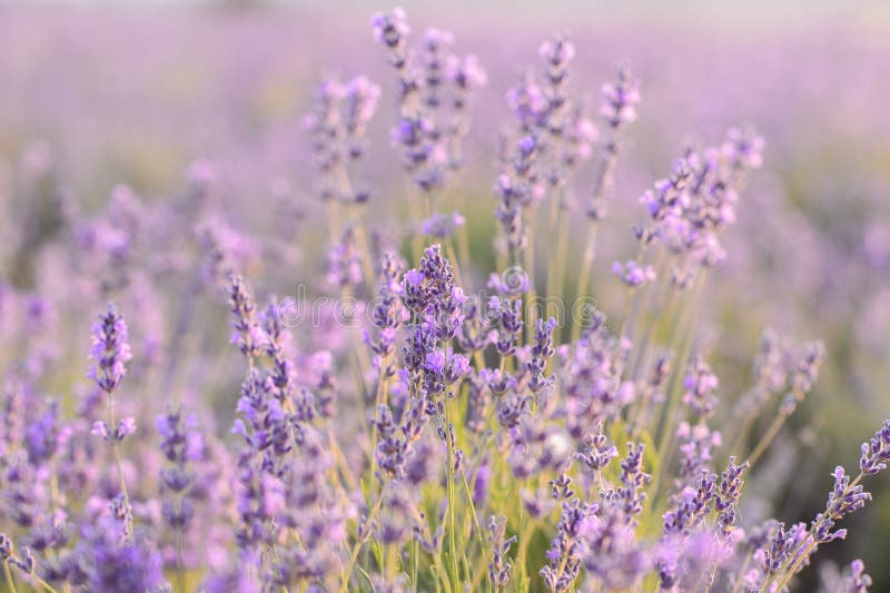 Floraison de fleurs de lavande Champ pourpre des fleurs Fleurs tendres de lavande photos stock Floraison de fleurs de lavande Champ pourpre des fleurs Fleurs tendres de lavande photos stock