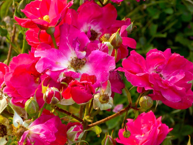 Floraison de roses roses et blanches image libre de droits Floraison de roses roses et blanches image libre de droits