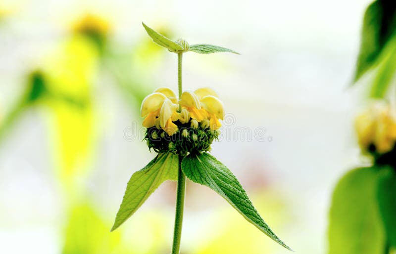 Floraison de sauge de Jérusalem images stock Floraison de sauge de Jérusalem images stock