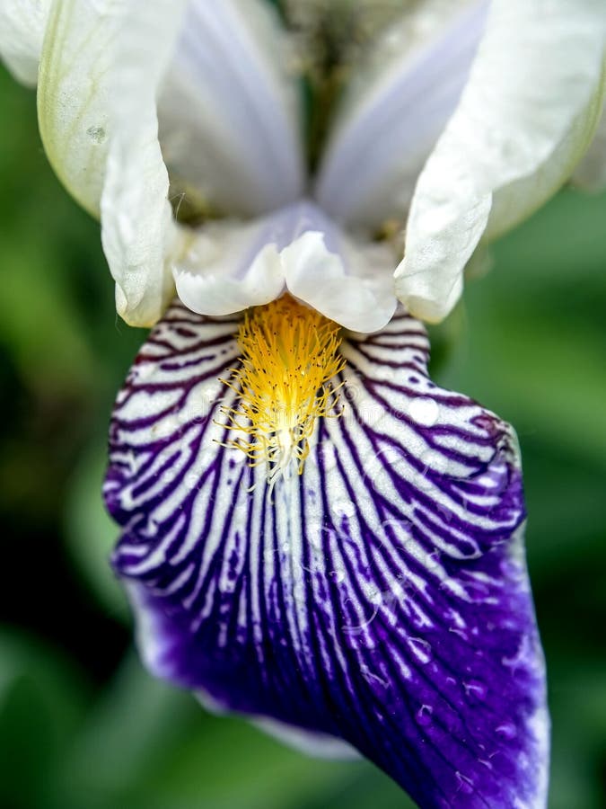 Floraison Iris Mauve Et Blanc Dans Le Jardin Photo stock - Image du  lumineux, nature: 185665608