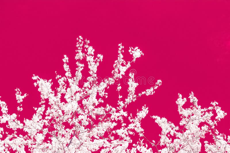 Floral abstract art on maroon background, vintage cherry flowers in bloom as nature backdrop for luxury holiday design stock image Floral abstract art on maroon background, vintage cherry flowers in bloom as nature backdrop for luxury holiday design stock image