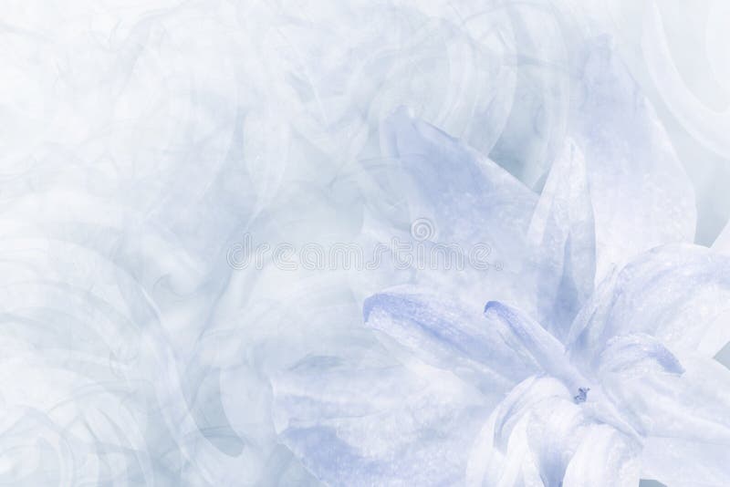 Floral abstract light blue-white background. Petals of a lily flower on a white blue frosty background. Close-up. Flower collag