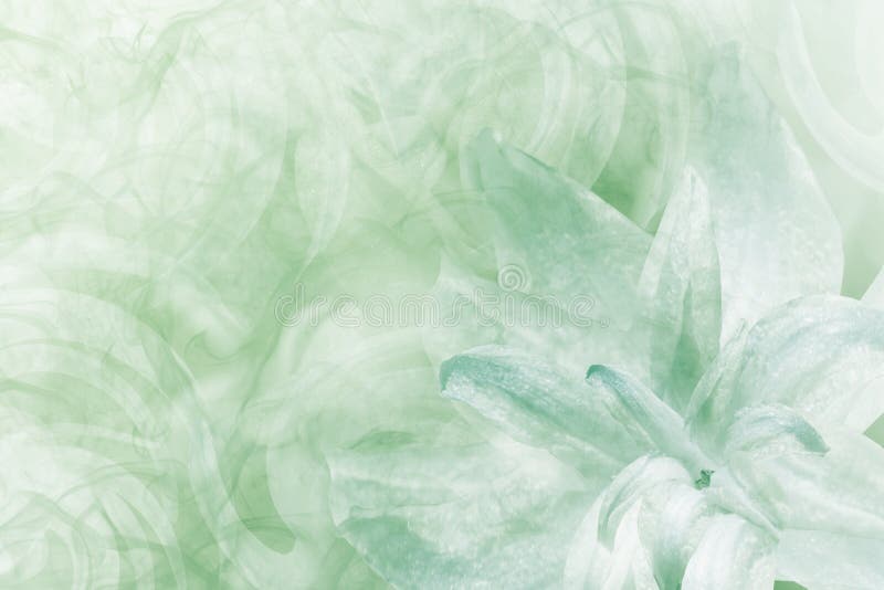 Floral abstract light green-white background. Petals of a lily flower on a white-green frosty background. Close-up. Flower coll royalty free stock photos Floral abstract light green-white background. Petals of a lily flower on a white-green frosty background. Close-up. Flower coll royalty free stock photos