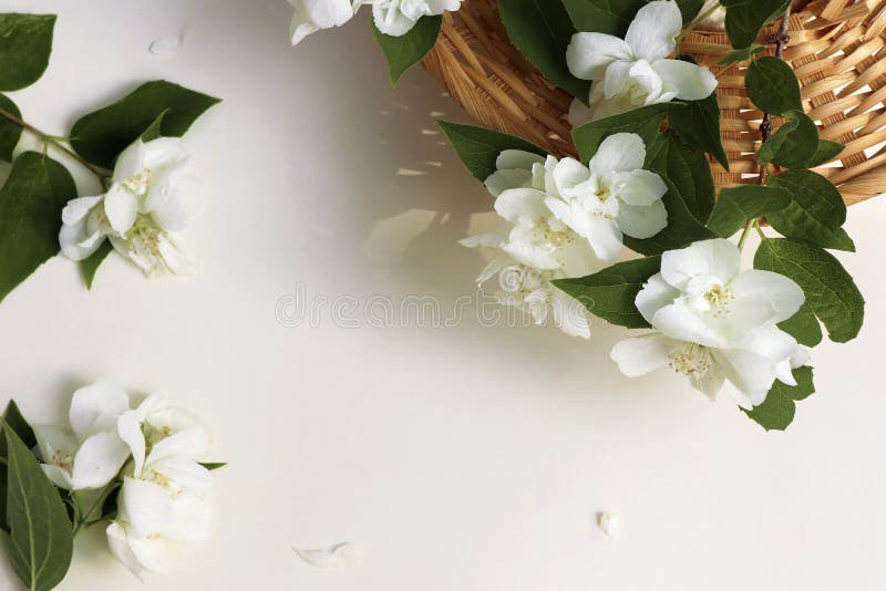 Floral Arrangement of Jasmine Flowers Stock Photo Image of fresh, beige 261447110