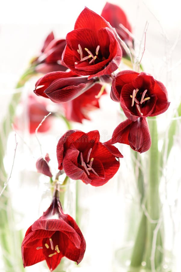 Floral Arrangement with Red Lilies Light from Behind Stock Image