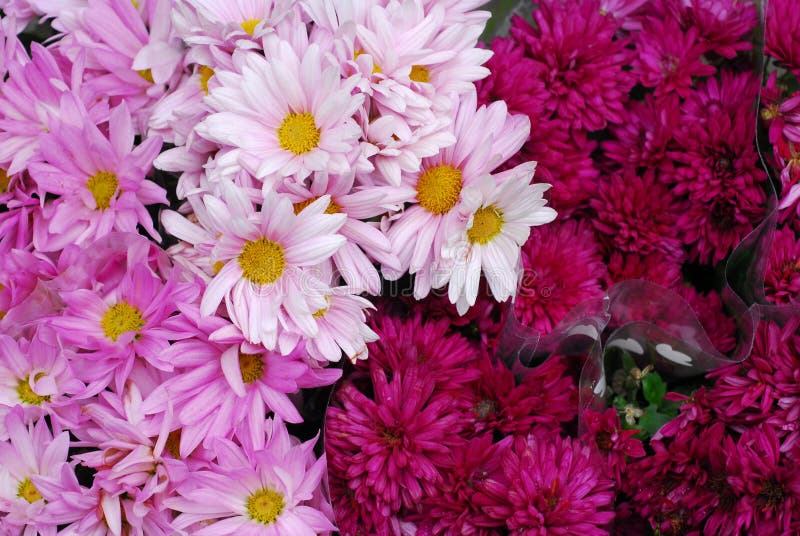 Floral Background stock image. Image of design, nature - 4567165