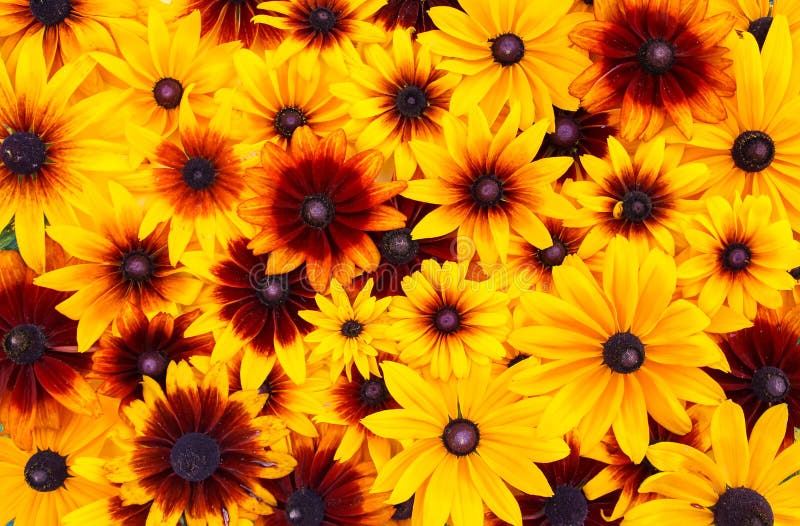 Floral background. Black-eyed susan or Rudbeckia hirta plant, brown betty, gloriosa daisy, golden Jerusalem