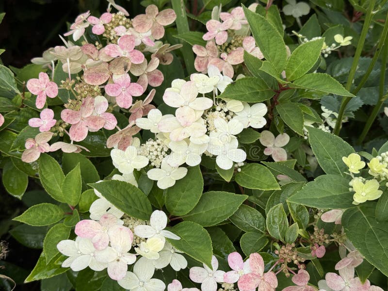 Floral background. Blooming Hydrangea. royalty free stock images