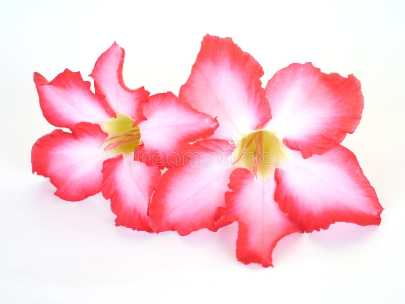 Floral Background. Close Up of Tropical Flower Pink Adenium Stock Photo ...