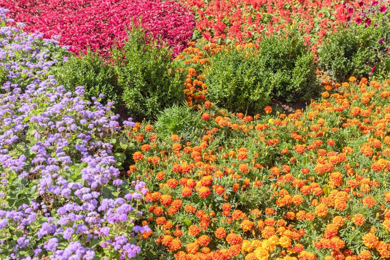 Floral background. Colorful flower bed in city design stock images