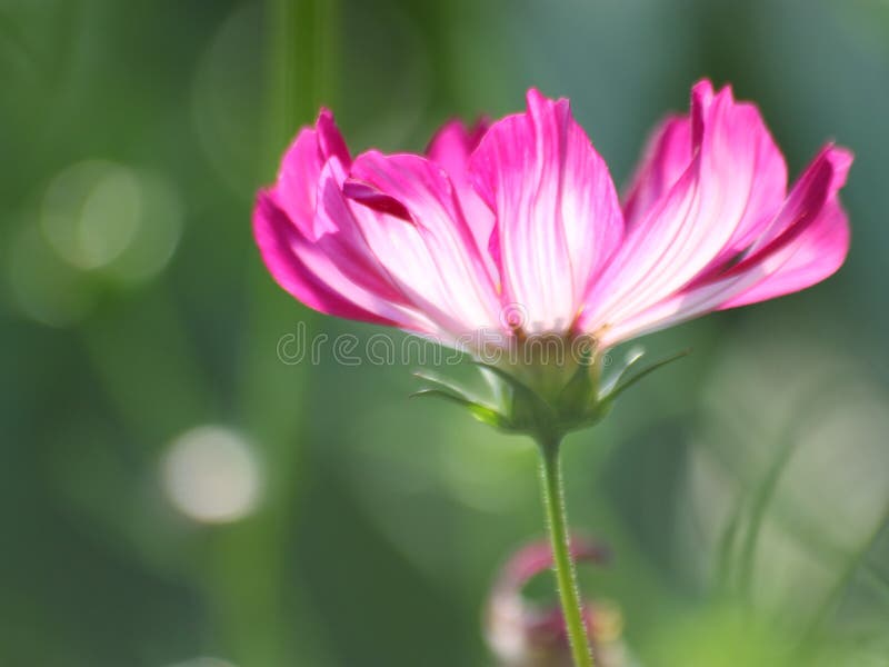 Floral Background - Cosmos Flower - Summer Stock Photos Stock Photo ...