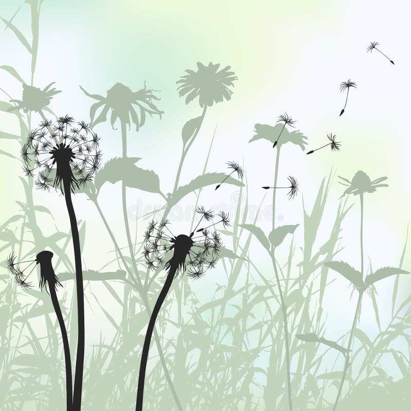 Floral background, dandelion meadow diuring summertime