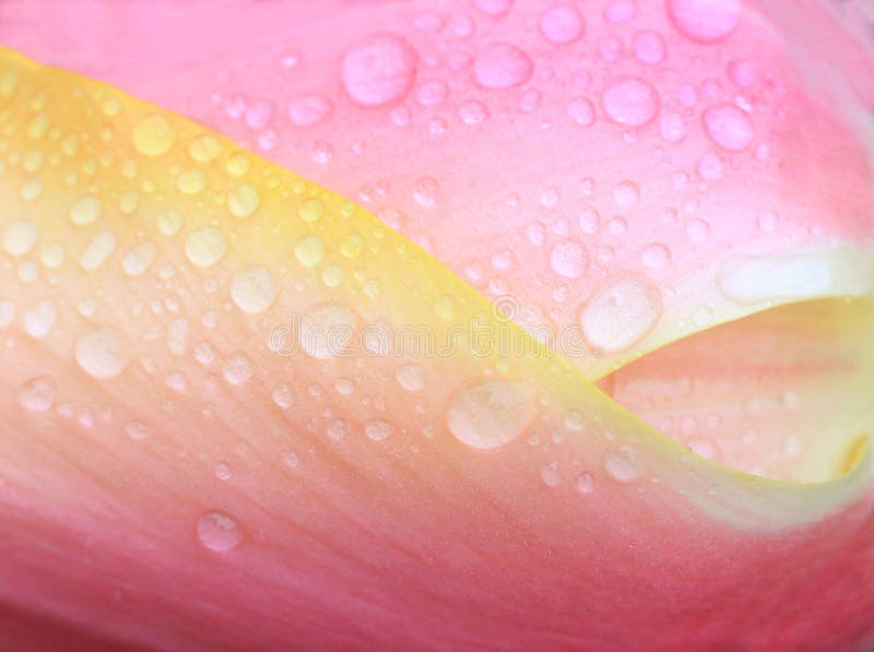 Floral background with dew drops, tulip closeup. Floral background with dew drops, tulip petals closeup royalty free stock photo Floral background with dew drops, tulip closeup. Floral background with dew drops, tulip petals closeup royalty free stock photo