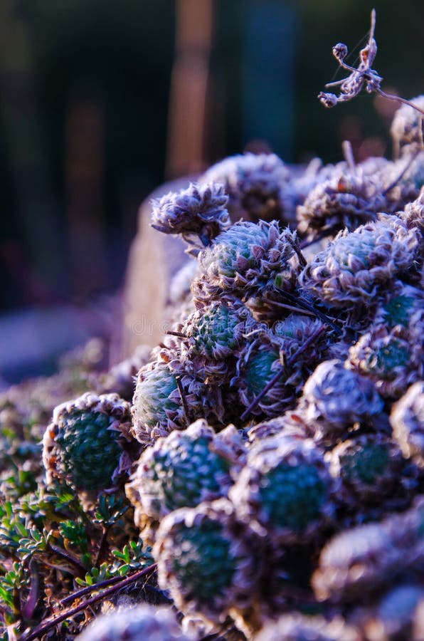 Floral background of dried herbs in the field, against the light, with sunset light. Beautiful dried field flowers stock images, royalty-free photos and pictures