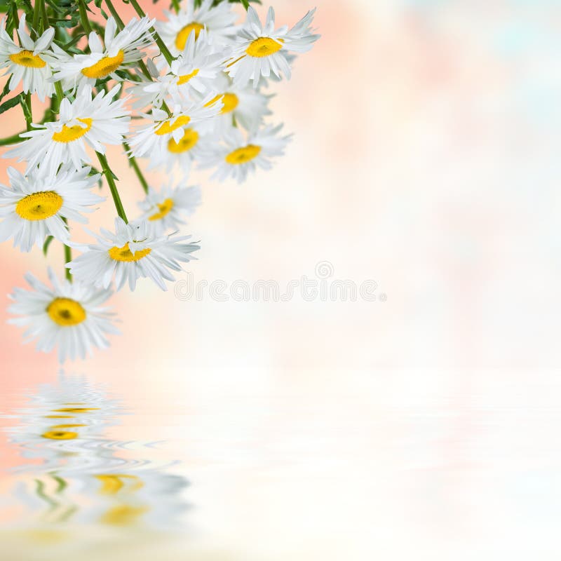 Floral background 24