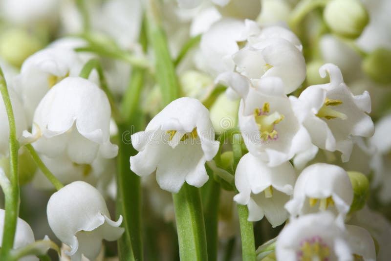 Floral Background of Flowers Fragrant Lilies of the Valley Stock Image