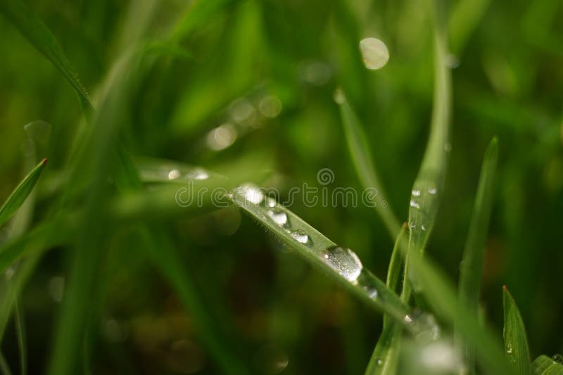 Floral Background with Green Grass in Big Rain Drops Stock Photo