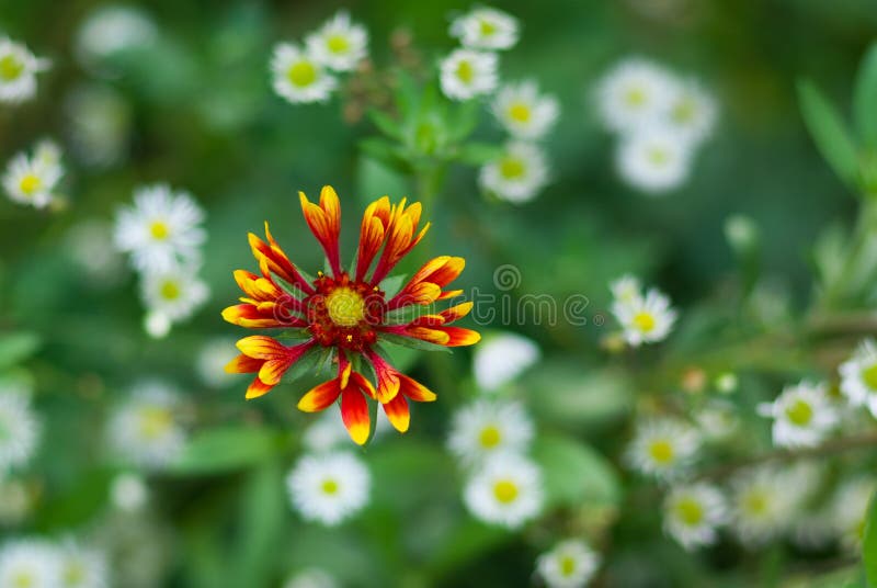 Floral background - Indian blanket flower lost in camomile field.