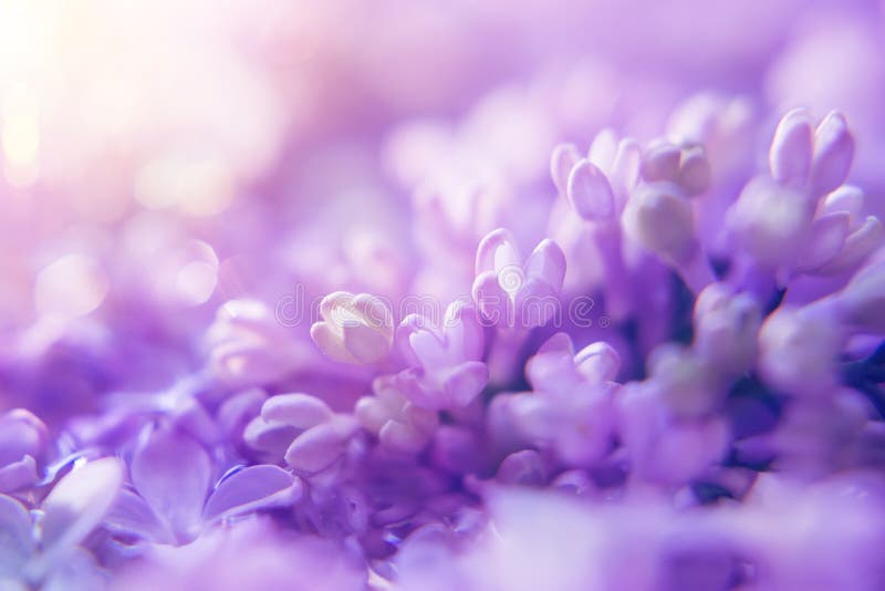 Background design with purple flowers Royalty Free Vector