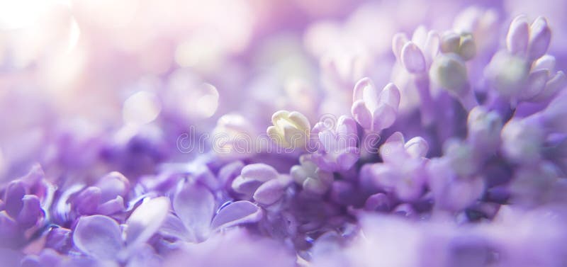 Mời bạn thưởng thức bức ảnh hoa tím nền và bokeh đầy sắc màu này, nơi hoa tím hòa quyện cùng các điểm nổi bật của bokeh để tạo nên một bức tranh rực rỡ và huyền ảo. Màu sắc và ánh sáng kết hợp tuyệt vời, mang đến cho bạn không gian đầy phong cách, cảm giác sống động như trong mơ.