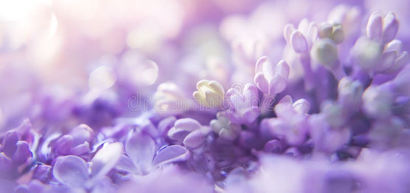 Chủ đề Background banner violet với tone màu thu hút