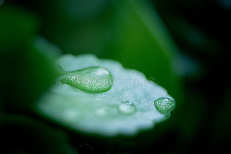 Floral background with macro delicate green leaves of plant abstract picture